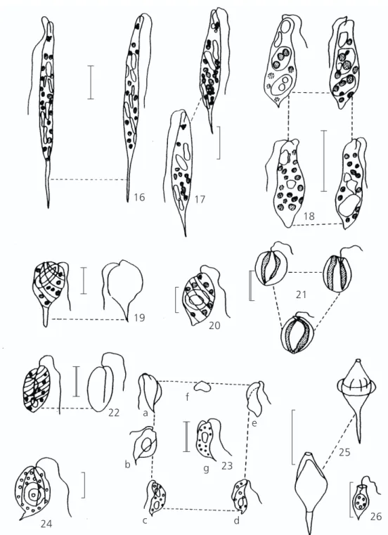 Fig. 16 — Euglena acus Ehr. var acus. Fig. 17 — Euglena limnophila Lemm. Fig. 18 — Euglena sp