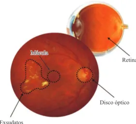 Figura 1. Elementos característicos do olho e da retina.