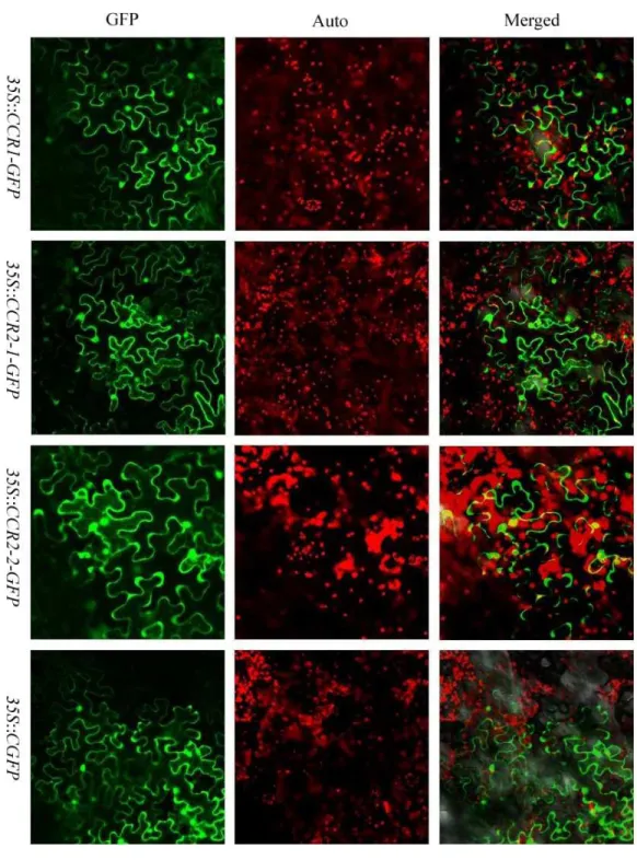 Figure 4 The subcellular localization of sorghum CCR genes in N. benthamiana leaves. Transient expression of SbCCR1–GFP, SbCCR2-1-GFP and SbCCR2-2-GFP fusion proteins and GFP in N