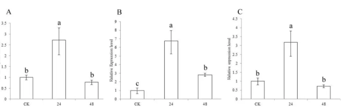 Figure 5 Expression of sorghum CCR genes in CK and the drought treatment at different times