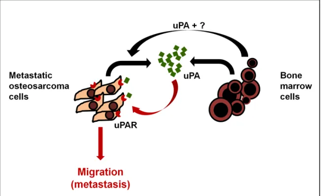Fig 6. Model of uPA/uPAR signaling in OS and the bone microenvironment. Osteosarcoma cells express high levels of uPA mRNA and secrete uPA into the surrounding microenvironment