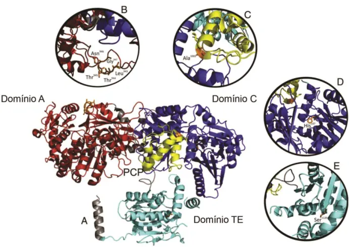 Figura 3: Estrutura 3D dos NRPS  (A)  SRFA-C,  um  NRPS  de Bacillus subtilis,  e os seus domínios  catalíticos  relacionados  representados  na cor laranja