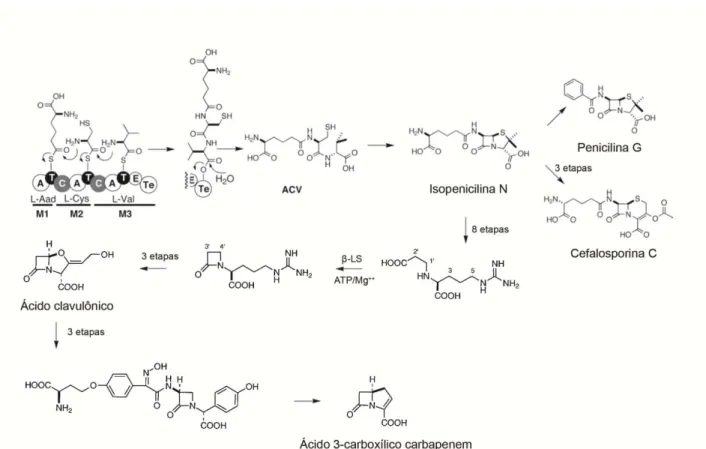 Figura 4: Uma visão geral da biossíntese de ácido clavulânico e dos membros representativos dos antibióticos β-lactâmicos