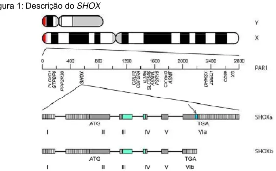 Figura 1: Descrição do SHOX