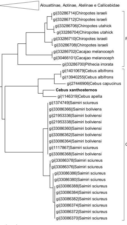 Figura IV.2. Árvore filogenética de seqüências de cytb de todos os cebideos disponíveis no  GenBank