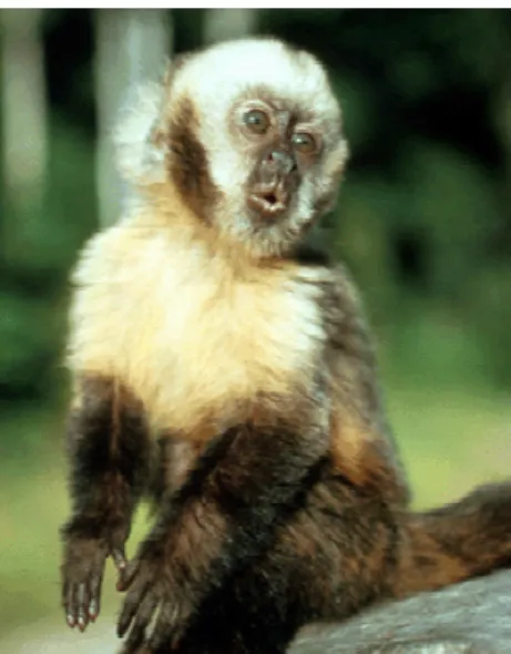 Figura IV.3. Cebus xanthosternos, o macaco-prego-de-peito-amarelo. Espécie de primata do  Novo Mundo ameaçada de extinção 