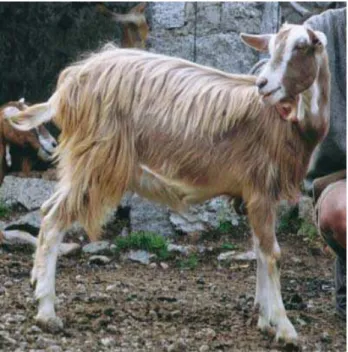 Figura I.4: Foto de uma cabra da raça Bionda. Foto extraída do site  www2.unipr.it/~sabbioni/limitdif/locali.htm.