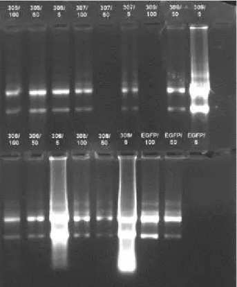 Figura  13  –   Resultado  do  qPCR.  Expressão  absoluta  do  gene  em  unidades  arbitrárias (UA), que é o resultado da razão entre a eficiência da reação (Q) e o  fator  de  normalização  da  amostra