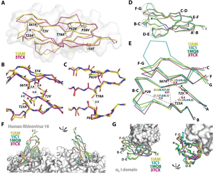 Fig. 4). These loops are in close contact with HRV as seen in the model structure generated from cryo-EM electron density (Fig