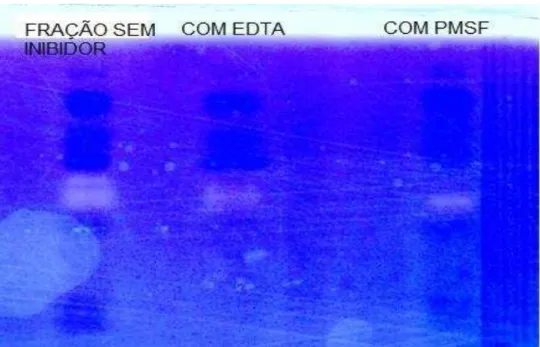 Figura 8  –  Um novo ensaio de zimografia foi realizado com o pico 2 coletado da cromatografia  de exclusão molecular, dessa vez utilizando um agente inibidor de metaloproteases (EDTA) e  um agente inibidor de serinoproteases (PMSF), mostrando que cada age
