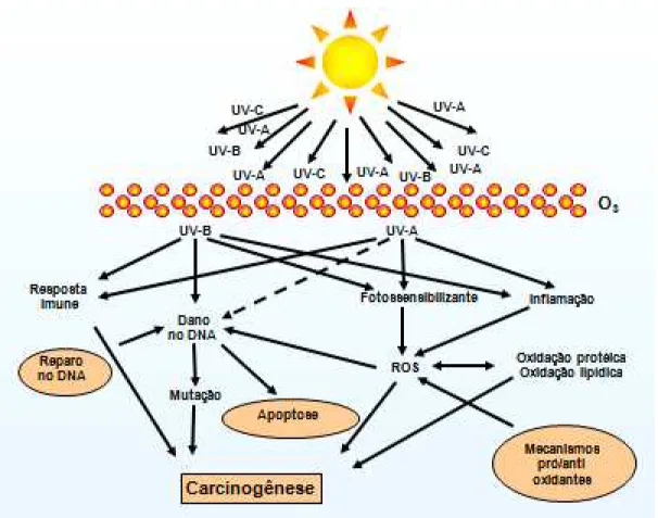 Figura 2.  Ação da radiação UV na pele, mecanismos de defesa e carcinogenêse. 