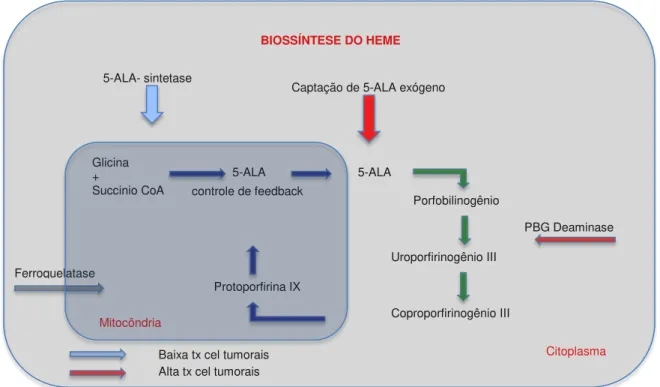 Figura 3. Cadeia da biossíntese do grupo Heme (PBG = porfobilinogênio; CoA = coenzima  A; tx= taxa; cel= células) 