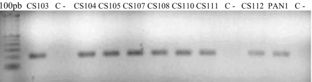 Figura 4. Eletroforese em gel de agarose 1,5% em TAE da PCR do intron 8 do gene CFTR  pb = par de base 