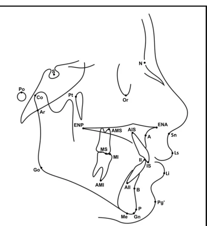 Figura 5 - Pontos cefalométricos utilizados 