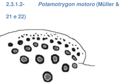 Figura 21- Representação do padrão dorsal de Potamotrygon motoro coletadas  na Reserva Biológica do Parazinho 
