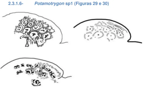 Figura 29- Representação dos padrões dorsais de Potamotrygon sp1 coletadas  na Reserva Biológica do Parazinho