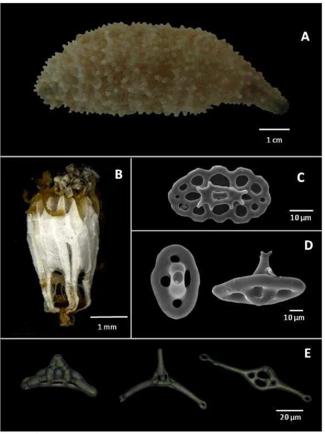 Figura 33: Caracteres taxonômicos de Thyone pawsoni  Tommasi . A – Aparência externa do animal; B – Anel  calcário; C – Torre do introverte; D – Torres da parede do corpo; E – Torres de suporte dos pés ambulacrais