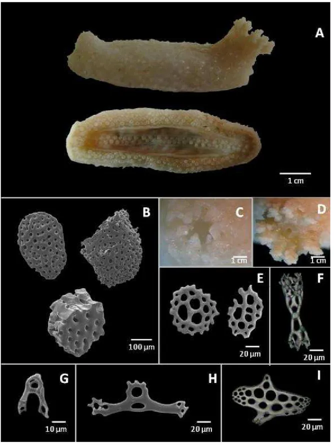 Figura  38:  Caracteres  taxonômicos  de  Lissothuria  braziliensis  (Théel) .  A  –  Aparência  externa  do  animal,  região  dorsal  e  ventral  (sola);  B  –  Escamas  que  cobrem  o  corpo;  C  –  Dentes  anais;  D  –  Tentáculos;  E  –  Placas  da  pa