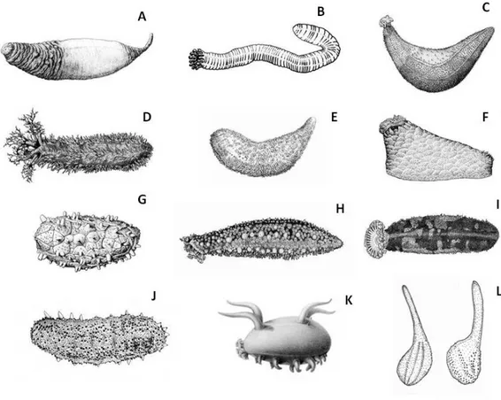 Figura 2:  Formas corpóreas comuns de Holothuroidea. A – Molpadida; B – Apodida; C – Dendrochirotida  (Cucumariidae);  D  –  Dendrochirotida  (Cucumariidae);  E  –  Dendrochirotida  (Sclerodactylidae);  F  –  Dendrochirotida  (Psolidae);  G  –  Dendrochiro
