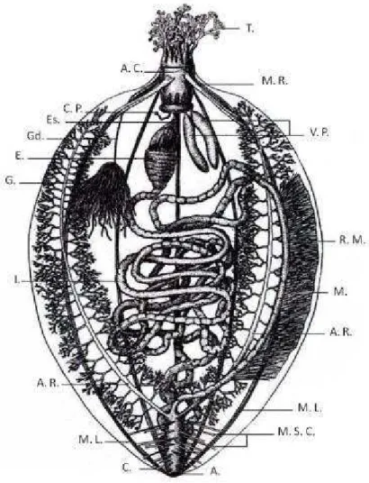 Figura 4: Anatomia interna de uma holotúria Dendrochirotida, dissecado pelo lado esquerdo