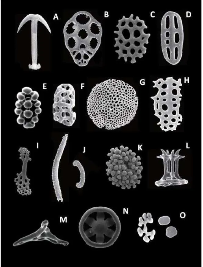 Figura 5: Tipos de ossículos de Holothuroidea. A - Âncora, B - Placa de ancoragem, C, D, E - Botões, F -  Placa fenestrada, G - Placa terminal, H - Placa perfurada, I - Pseudo-botão, J - Barra, K - Roseta, L - Torre,  M - Torre de suporte, N – Rodas, O – G