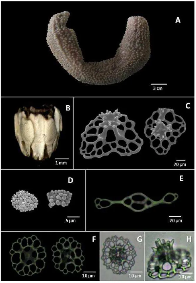 Figura 8: Caracteres taxonômicos de Thyonidium seguroensis (Deichmann). A – Aparência externa do  animal; B – Anel calcário; C, F, G e H – Torres da parede do corpo; D – Rosetas dos tentáculos; E – Placa de  suporte dos pés ambulacrais