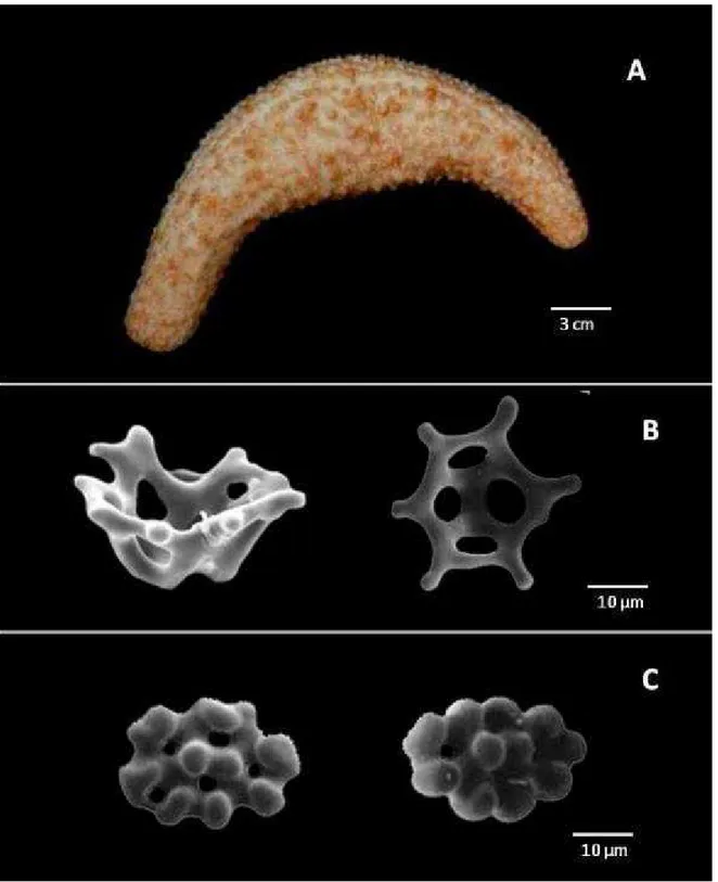 Figura 16: Caracteres taxonômicos de Thyonella pervicax  (Thèel ). A – Aparência externa do animal; B –  Cestos da parede do corpo; C – Botões da parede do corpo