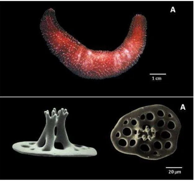 Figura 26: Caracteres taxonômicos de Neothyonidium parvum (Ludwig).  A – Aparência externa do animal; 