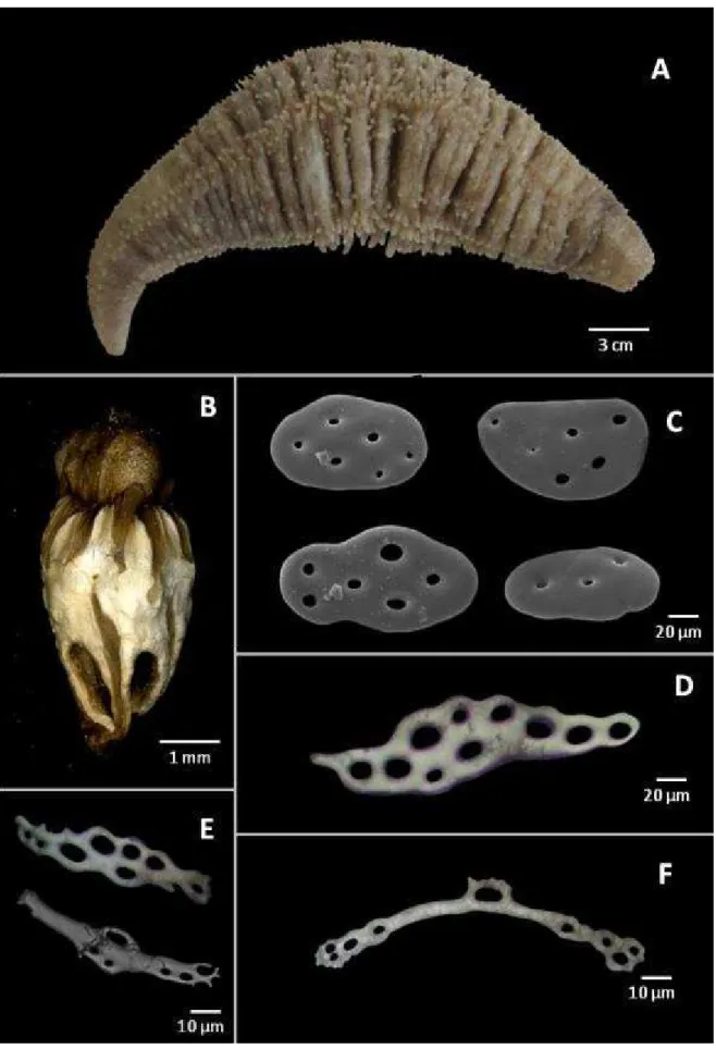 Figura 28: Caracteres taxonômicos de Stolus cognatus (Lampert). A – Aparência externa; B – Anel calcário; 