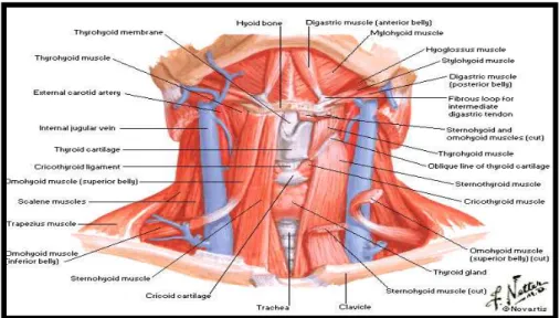 Figura 5-Músculos da região do osso hioide. Adaptado de Netter (2011). 