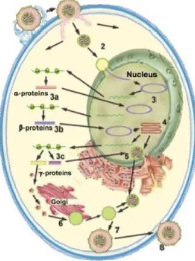 Figura 3  –  Ciclo de replicação dos herpesvírus: 1) fixação  do  virião  e  entrada  na  célula;  2)  transporte  para  o  núcleo;  3)  expressão do gene viral; 4) replicação do DNA viral; 5) conjunto  do  nucleocapsíde;  6)  maturação  da  capsíde;  7)  