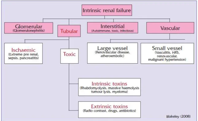 Figura nº 3  –  Causas de LRA Renal 