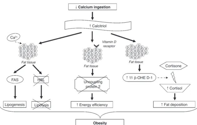 Figure 2  Suggested mechanisms to explain the association between calcium intake and obesity.