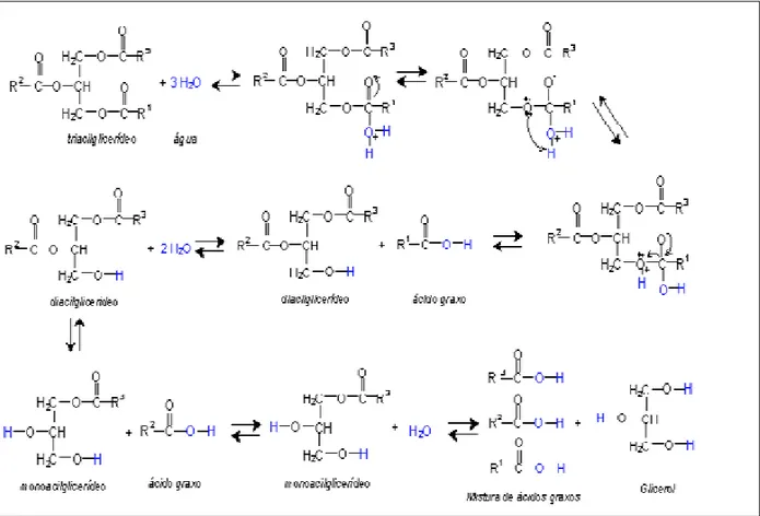 Figura 2.2.1.2- Mecanismo químico da hidrólise dos triacilglicerídeos presentes no processo  de Hidroesterificação