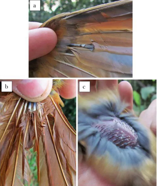 Figura 5: Canhões indicando crescimento das rêmiges (a), retrizes (b) e tetrizes (c), nas aves  capturadas no Parque Estadual Carlos Botelho