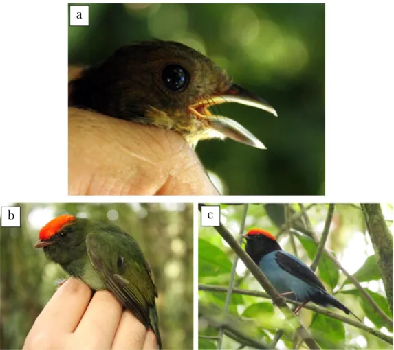 Figura  8:  Identificação  de  indivíduos  “jovens”  e  “adultos”  das  aves  capturadas  no  Parque  Estadual Carlos Botelho de junho de 2012 a maio de 2013