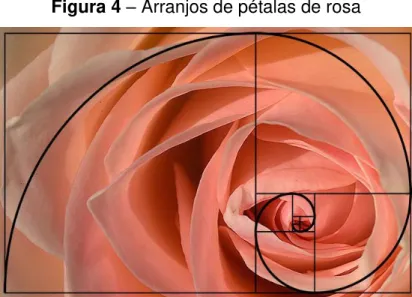 Figura 4  –  Arranjos de pétalas de rosa 