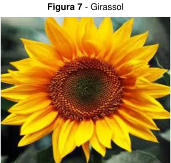 Figura 7 - Girassol 