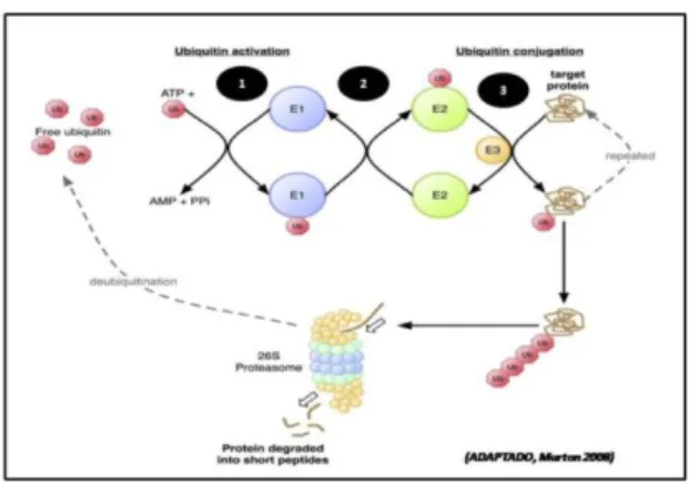 Figura 2: Sinalização proteica do sistema ubiquitina- proteassoma (adaptado, MURTON  2008)