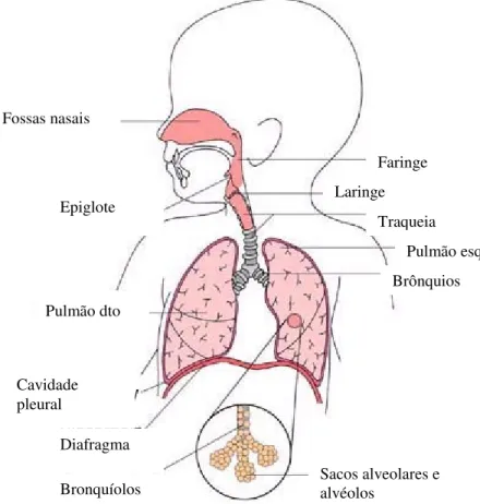 Figura 2: Anatomia do aparelho respiratório no lactente (adaptado de Swartz 1998). 