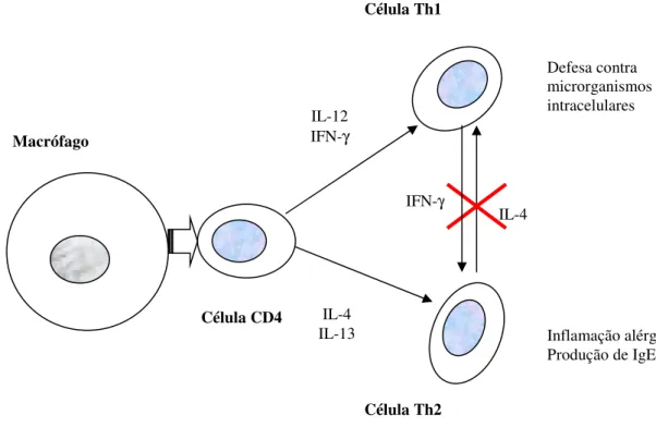 Figura 7: Esquema muito simplificado do paradigma celular Th1 e Th2 (Adaptado de Truyen 2006)