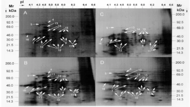 Fig. 1: analysis by two-dimensional SDS-PAGE of the  polypeptides from   epimastigotes of Trypanosoma cruzi (EP, Dm30L) metabolically labeled with [ 35 S]-methionine