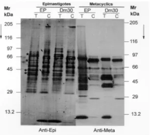 Fig. 3: Western blot analysis  of total proteins from epimastigotes and metacyclic trypomastigotes of Trypanosoma cruzi (EP and Dm30L) obtained from the triatomine (T) and culture  (C)  con-ditions and incubated  with  epimastigote (Anti-Epi) or    anti-me