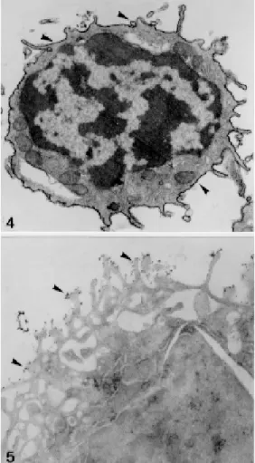 Fig. 3: mononuclear cells from adult opossum were incubated with cationized ferritin (CF) at 4°C during 20 min and after they were fixed