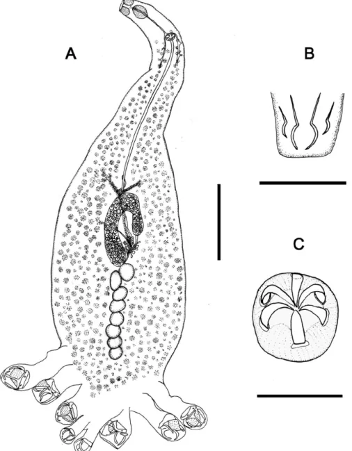 Fig. 1: Absonifibula estuarina sp. n. A: whole-mount, ventral view; B: terminal lappet with larval hooks; C: genital corona with six similar  hooks