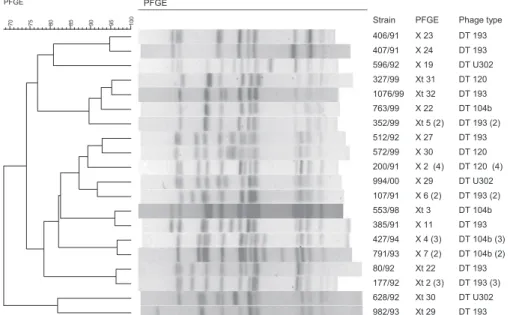 Fig. 2: dendrogram generated by BioNumerics software showing the relationship among strains belonging to the four phage types found in com- com-mon with Salcom-monella 1,4,[5],12:i:- (X) and Salcom-monella Typhimurium (Xt) serovars, obtained by pulsed-fiel