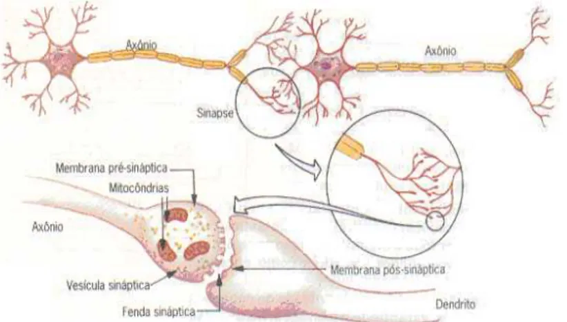 Figura 8 - Principais componentes de um neurônio biológico 