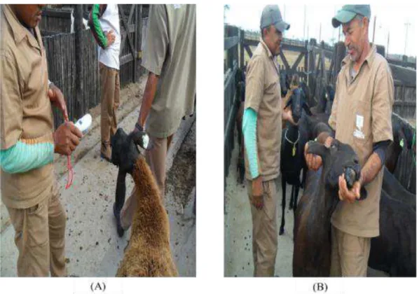 Figure 4A shows the animals’ electronic identification registration by reading the transponder  by  the  portable  reader  while  the  numbered  earrings  registration  was  performed  by  visual  observation of the numbering and annotated in a field bookl
