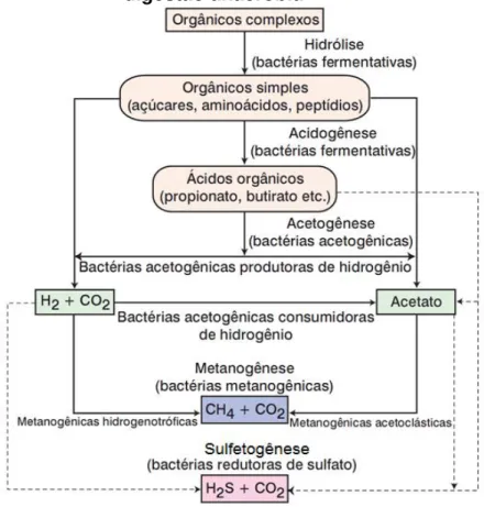 Figura 2: Sequências metabólicas e grupos microbianos envolvidos na  digestão anaeróbia 