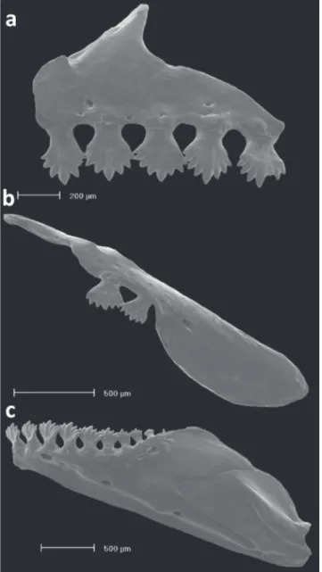 Fig. 11. Dentition of Odontostilbe  microcephala, paratype  USNM 32473, left side, lateral view: (a) premaxilla, (b) maxilla,  and (c) dentary